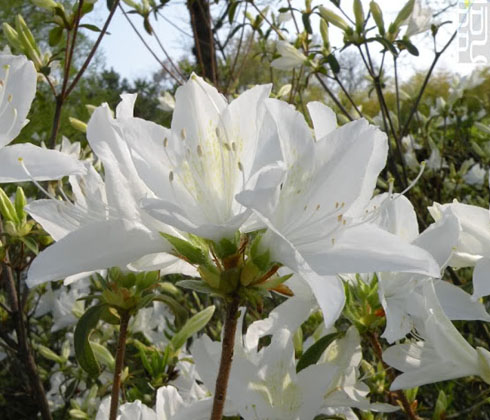 Hoa đỗ quyên trắng Đà Lạt – hoa tươi Đà Lạt