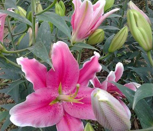 Hoa ly đỏ ù (Robina) 3 tai – hoa tươi Đà Lạt