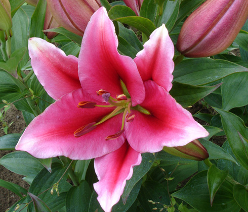 Hoa Ly Đà Lạt – Đỏ ù thơm cành 5 tai – Hoa tươi Đà Lạt