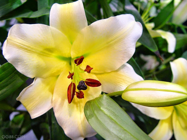 Hoa ly ù Vàng Đà Lạt - hoatuoidalat123