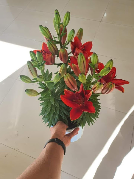 Hoa tươi Đà Lạt - Hoa lyly Đà Lạt CHẬU LÙN màu đỏ