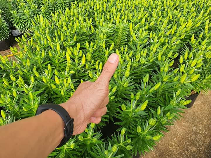 Hoa tươi Đà Lạt - Hoa lyly Đà Lạt CHẬU LÙN màu vàng