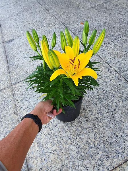 Hoa tươi Đà Lạt - Hoa lyly Đà Lạt CHẬU LÙN màu vàng