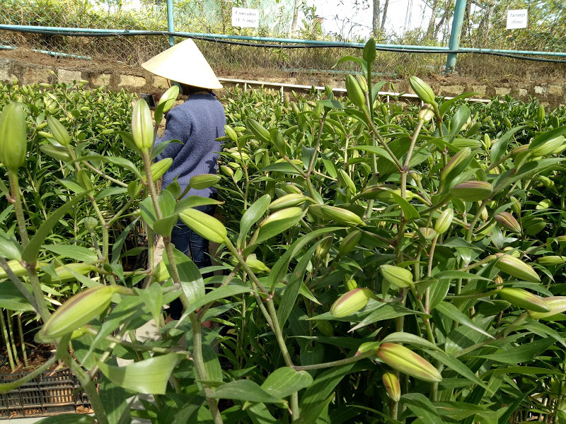 Vườn Hoa lyly Đà Lạt cắt cành vàng ù tại Hoa Tươi Đà Lạt 123