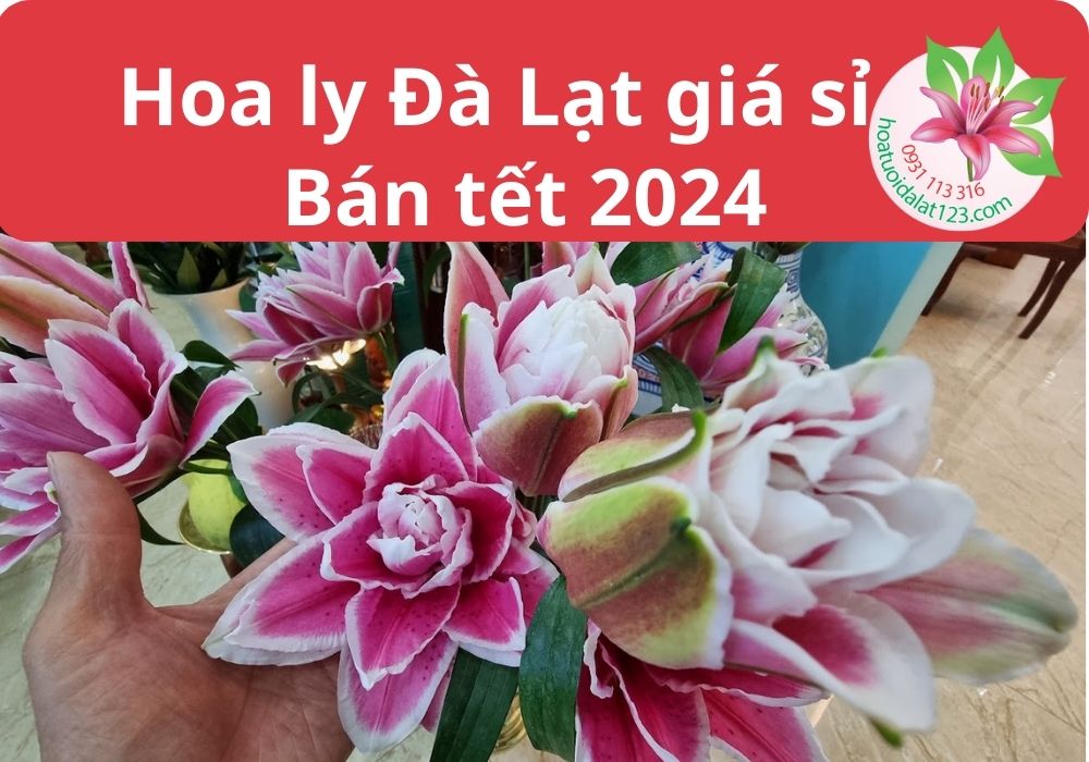 Hoa ly Đà Lạt đã trồng để bán tết 2024