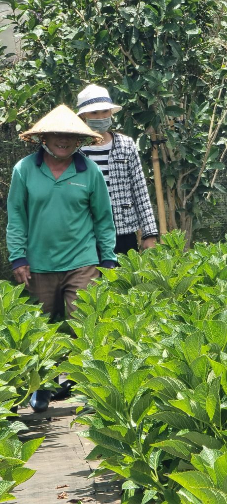 Hoa cẩm tú cầu đà lạt