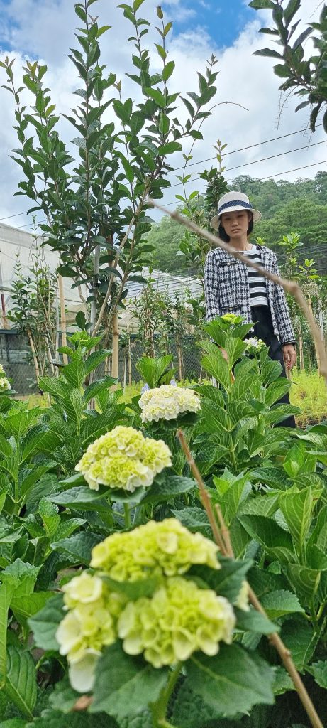 Hoa cẩm tú cầu đà lạt