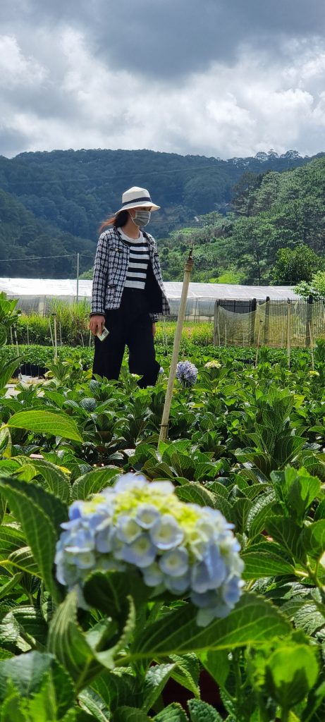Hoa cẩm tú cầu đà lạt