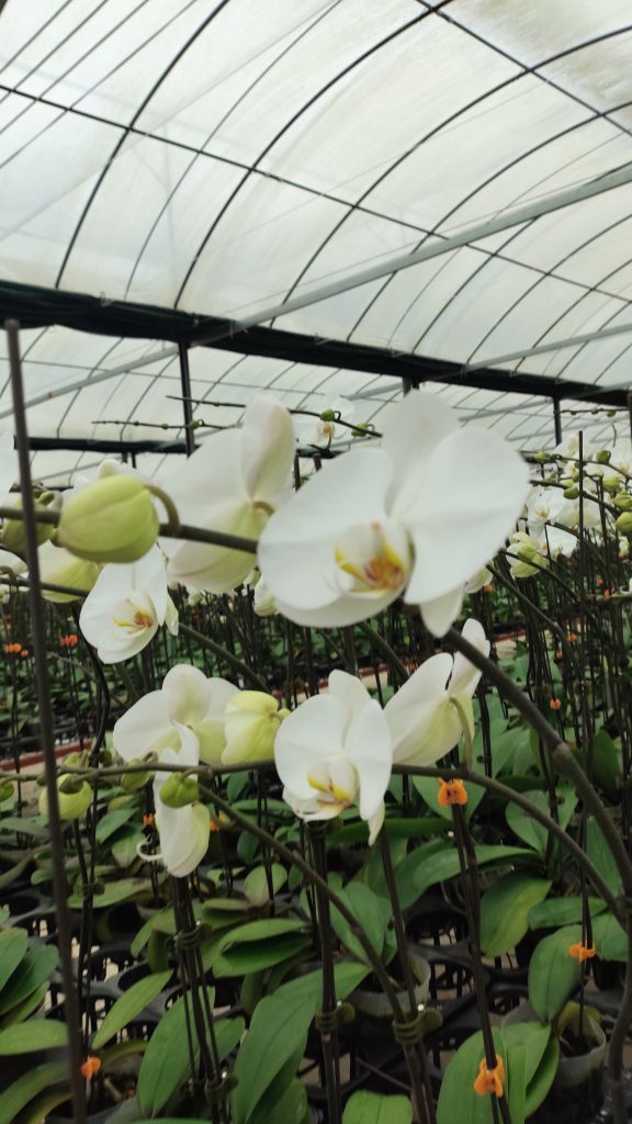 Lan Hồ Điệp Hoa Tết