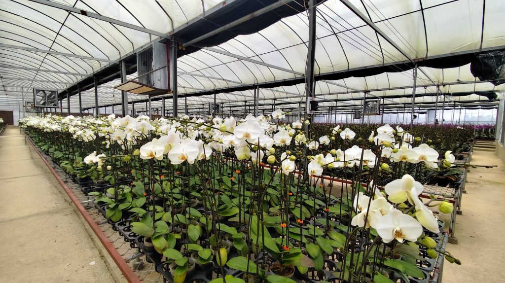 Lan Hồ Điệp Hoa Tết