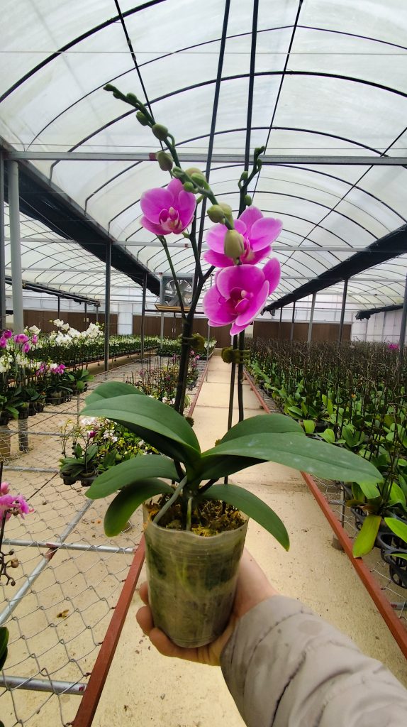 Lan Hồ Điệp Hoa Tết