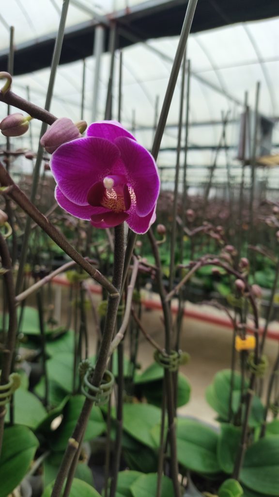 Lan Hồ Điệp Hoa Tết